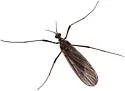 Eugnophomyia apache