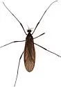 Eugnophomyia apache - photo 2