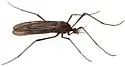 Eugnophomyia apache - photo 3