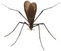 Eugnophomyia apache - photo 4