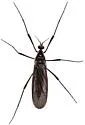 Eugnophomyia apache - photo 5