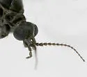 Eugnophomyia luctuosa - photo 2