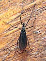 Eugnophomyia luctuosa - photo 4