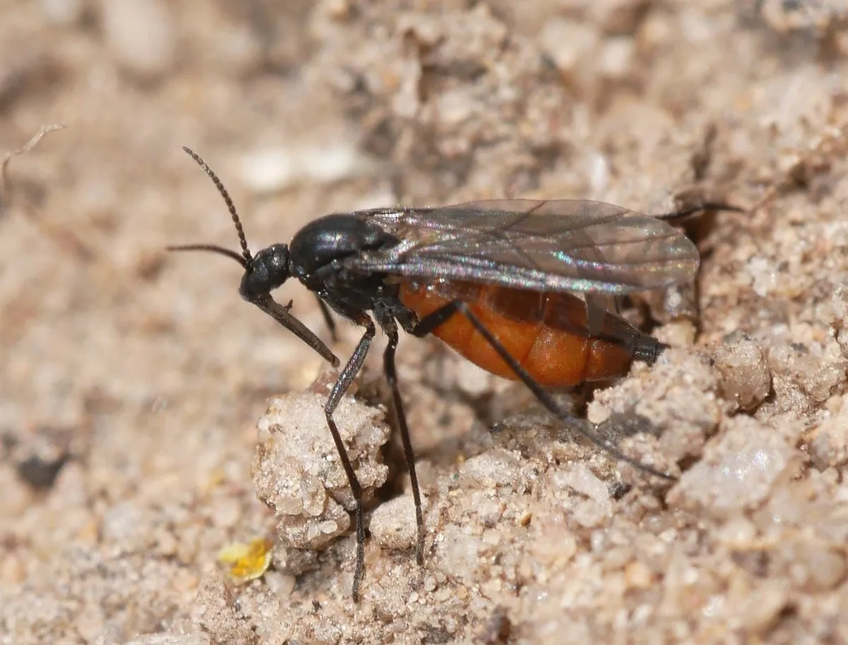 Eugnoriste occidentalis - photo 2