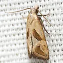 Two-spotted Eugnosta - Hodges#3763