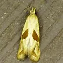 Two-spotted Eugnosta - Hodges#3763 - photo 2