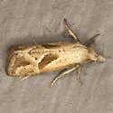 Two-spotted Eugnosta - Hodges#3763 - photo 4
