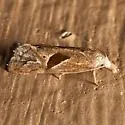 Two-spotted Eugnosta - Hodges#3763 - photo 5
