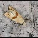 Eugnosta brownana - Hodges#3764.1 - Eugnosta brownana