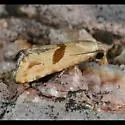 Eugnosta brownana - Hodges#3764.1 - photo 2