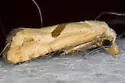 Eugnosta brownana - Hodges#3764.1 - photo 4