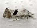 Eugnosta deceptana - Hodges#3789