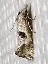 Eugnosta deceptana - Hodges#3789 - photo 3