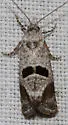 Eugnosta deceptana - Hodges#3789 - photo 4