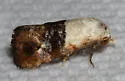 Fleabane Cochylid - Hodges#3790 - photo 4