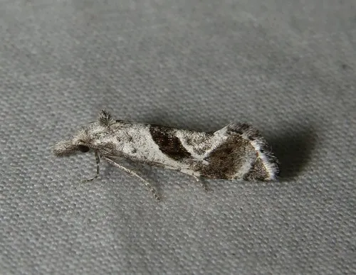 Eugnosta mexicana - Hodges#3791