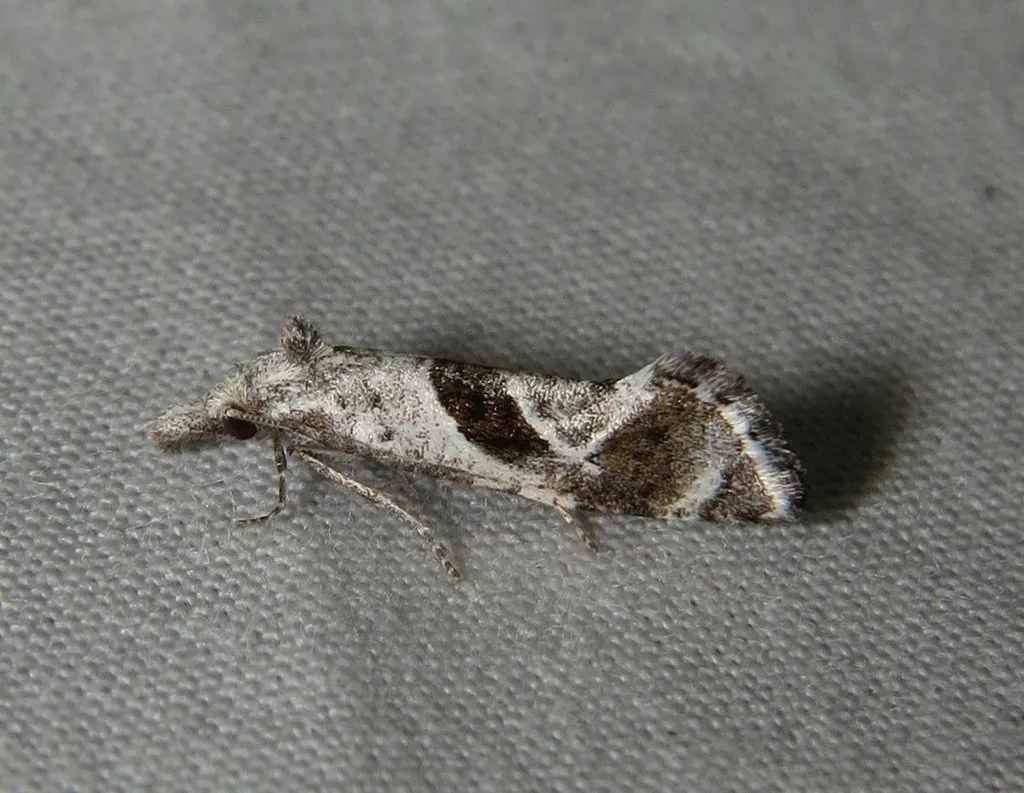 Eugnosta mexicana - Hodges#3791 - photo 2