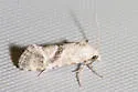 Eugnosta n-sp-one - Hodges#3791.01 - photo 2