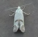 Eugnosta n-sp-one - Hodges#3791.01 - photo 3