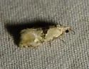 Eugnosta n-sp-one - Hodges#3791.01 - photo 4
