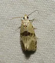 Eugnosta n-sp-one - Hodges#3791.01 - photo 5