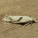 Eugnosta willettana - Hodges#3792 - photo 2