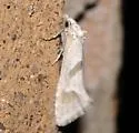 Eugnosta willettana - Hodges#3792 - photo 3