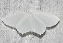 Snowy Geometer - Hodges#6965 - photo 2