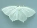 Snowy Geometer - Hodges#6965 - photo 3
