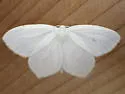 Snowy Geometer - Hodges#6965 - photo 4