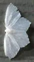 Snowy Geometer - Hodges#6965 - photo 5