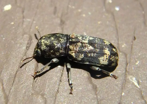 Eugonus bicolor - photo 2