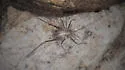 Tawney's Cave Cricket