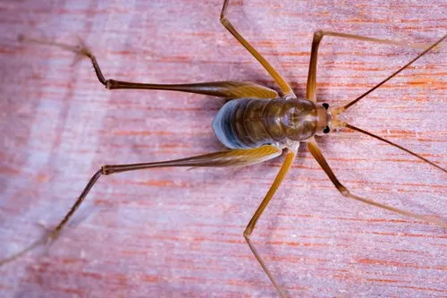 McCluney Cave Cricket