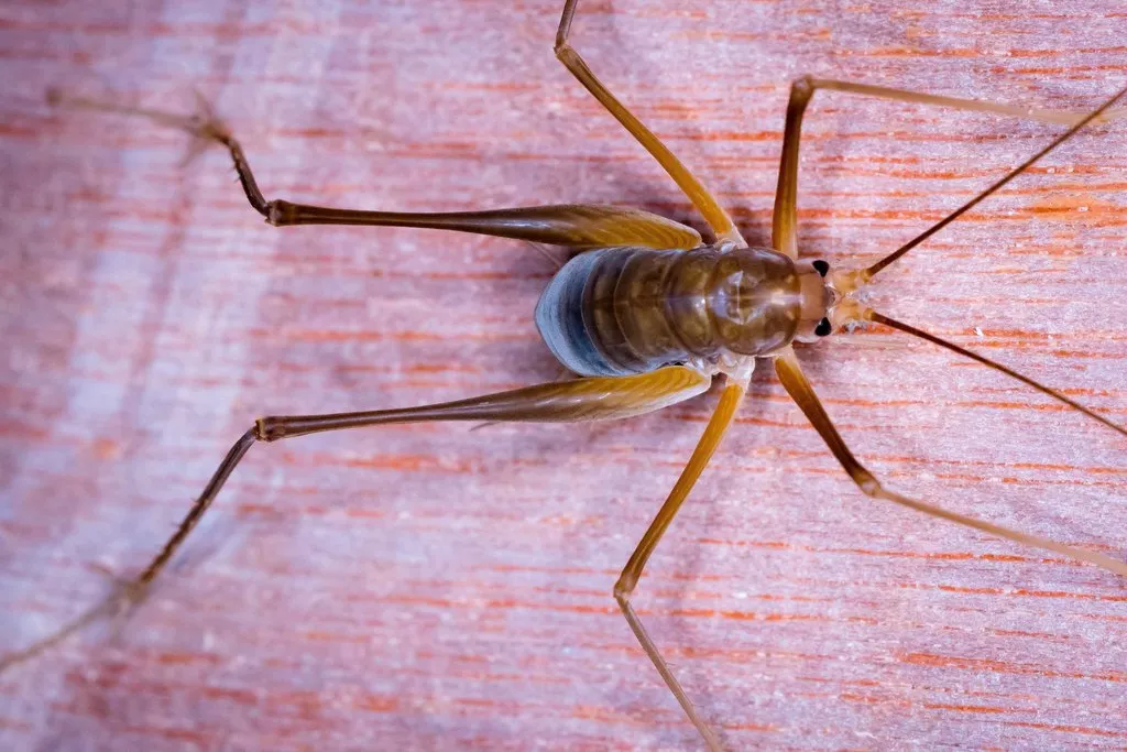 McCluney Cave Cricket - photo 2
