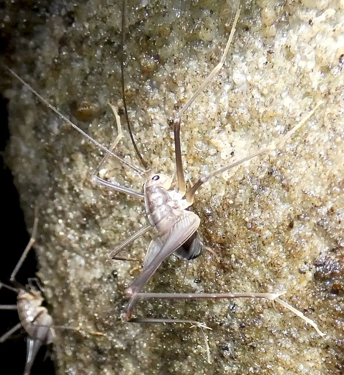 Puteanus Camel Cricket - photo 2
