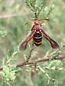 Gaura Borer - Hodges#2534 - photo 2