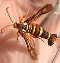 Gaura Borer - Hodges#2534 - photo 4