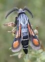 Euhagena nebraskae - Hodges#2535