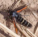 Euhagena nebraskae - Hodges#2535 - photo 5