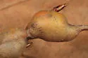 Poplar Twiggall Fly - Euhexomyza schineri