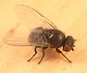 Poplar Twiggall Fly - photo 2