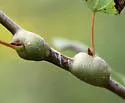 Poplar Twiggall Fly - photo 3