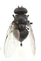 Poplar Twiggall Fly - photo 4