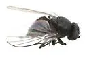 Poplar Twiggall Fly - photo 5