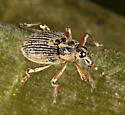 Milfoil weevil - Euhrychiopsis lecontei