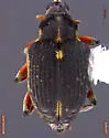 Milfoil weevil - photo 2