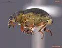 Milfoil weevil - photo 3