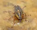 Milfoil weevil - photo 4