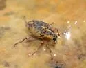 Milfoil weevil - photo 5